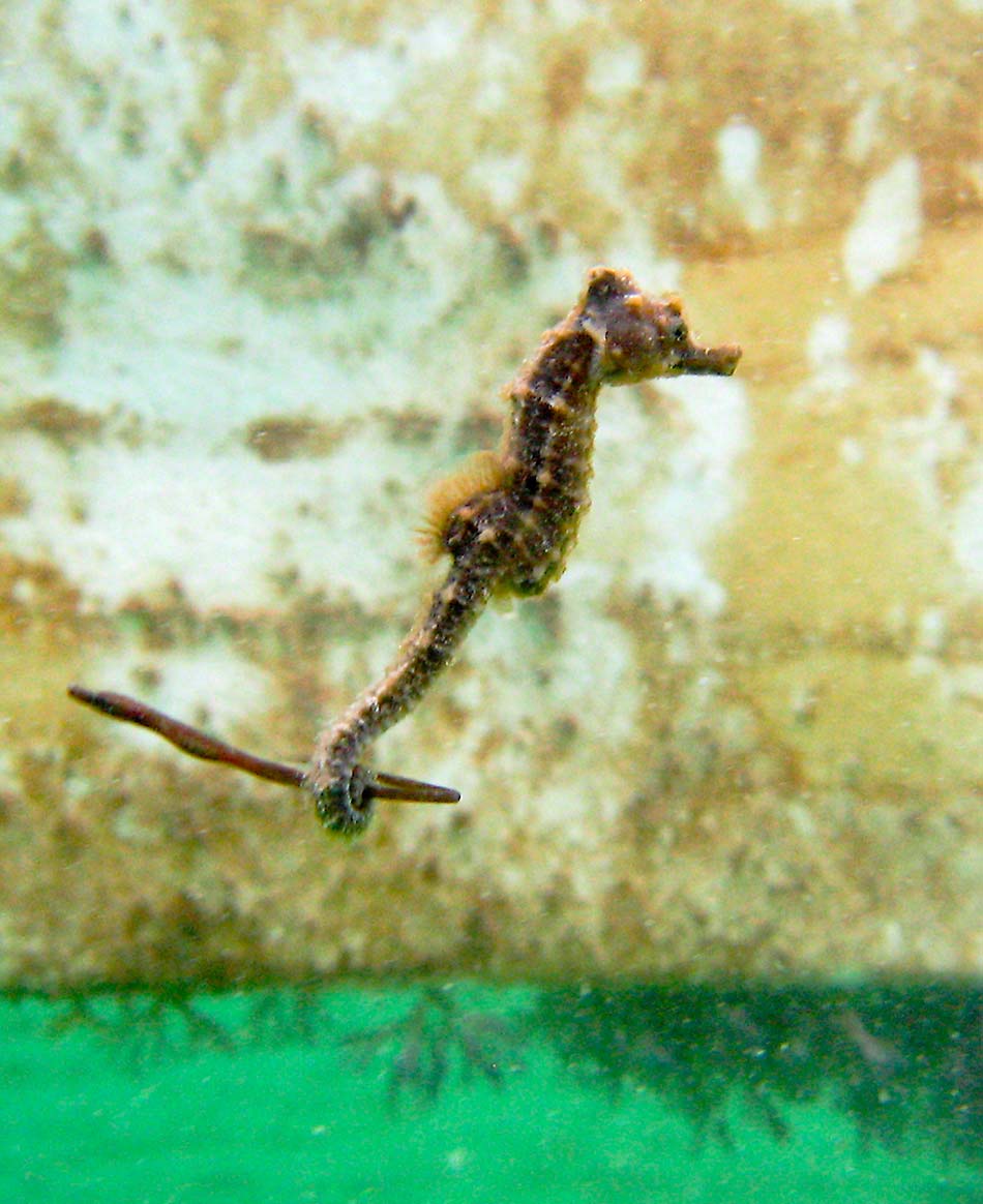 Short-snouted Seahorse holding on to a poor little Snake Pipefish