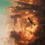 web_seahorse_seaweed_pipefish