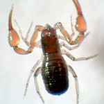 Neobisium carcinoides