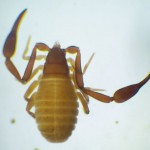 Chelifer cancroides