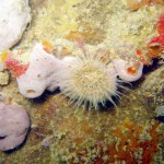 Anemone and sponges; Brighton Marina, Sussex