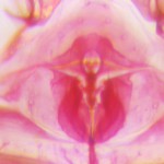 Male genitalia of Chthonius orthodactylus