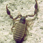 Dactylochelifer latreillei