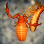 Dinocheirus panzeri