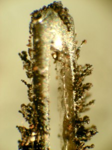 Micrometerorites