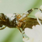 Lamprochernes nodosus phoretic on fly