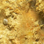 2A Tiny anemone Diadumena cincta amongst sponges on pier leg