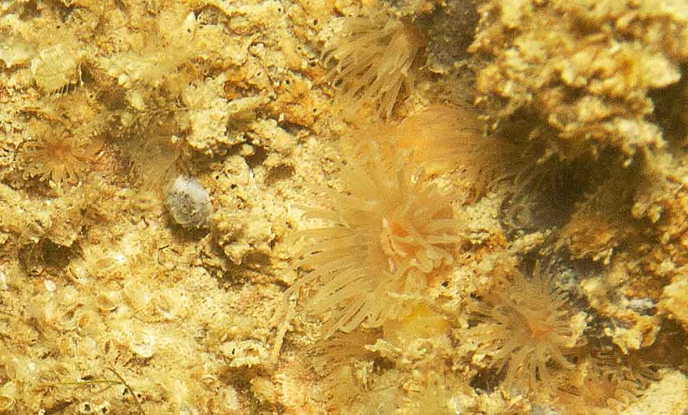 Anemones, Diadumena