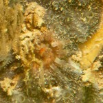 3A Tiny anemone amongst sponges on pier leg