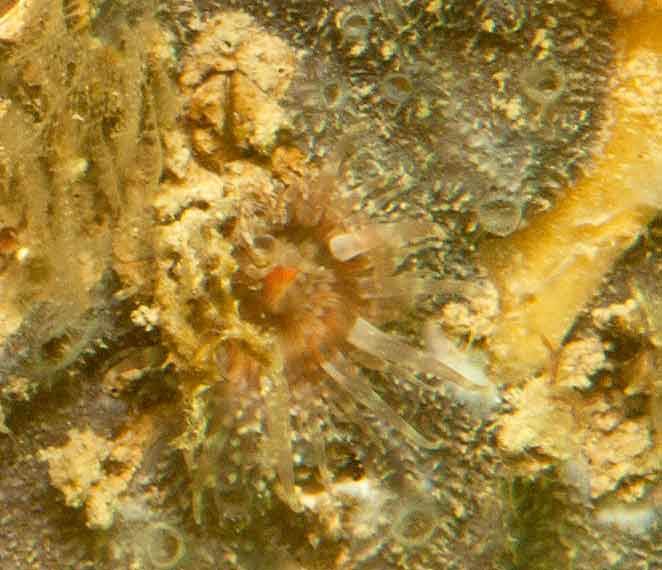Anemone, Sagartia troglodites