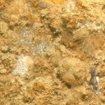 1A Small anemones, sponges etc on pier leg