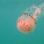 Compass Jellyfish, Chrysaora hyscoscella; Shoreham, Sussex