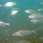 Young bass, Dicentrarchus labrax; Shoreham, Sussex