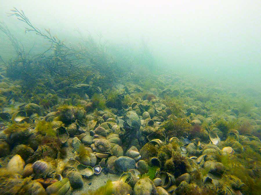 Seabed dominated by slipper limpets, Crepidula fornicata