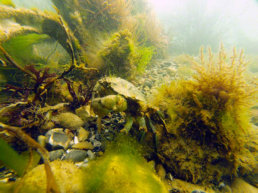 Shore crab, Carcinus maenas