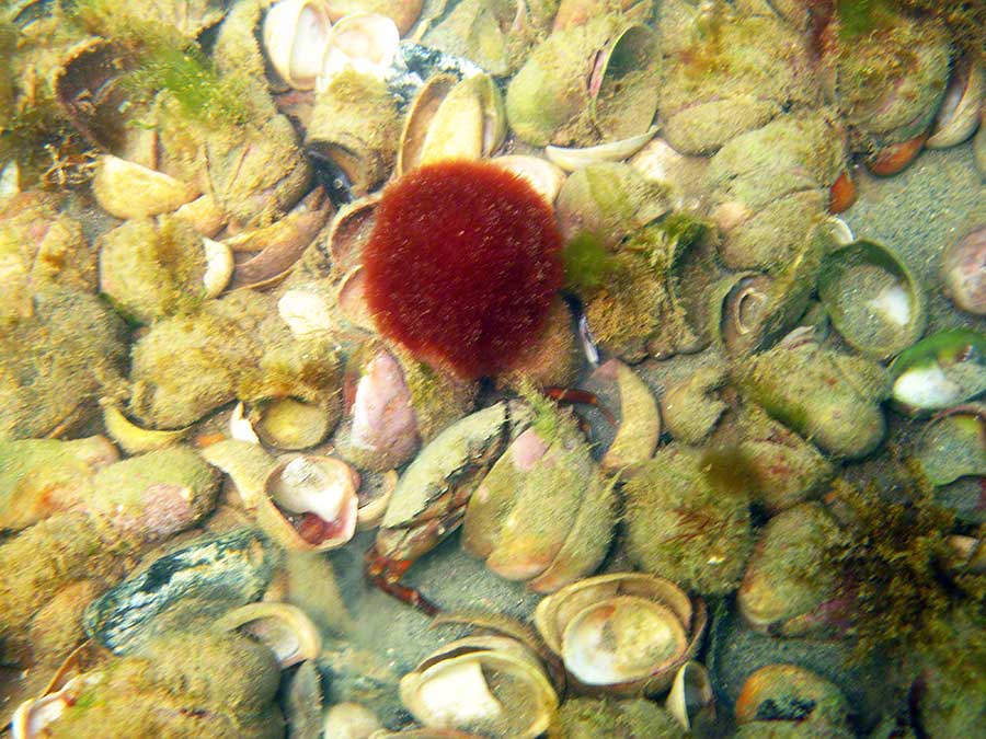 Red algal ball? among slipper limpets, Crepidula fornicata
