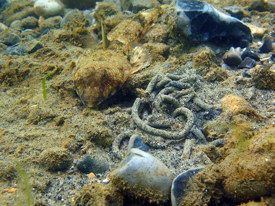 Dragonet, Callionymus lyra, next to lug-worm Arenicola marina cast