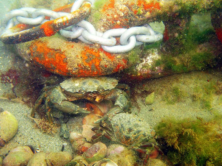 Shore crab, Carcinus maenas