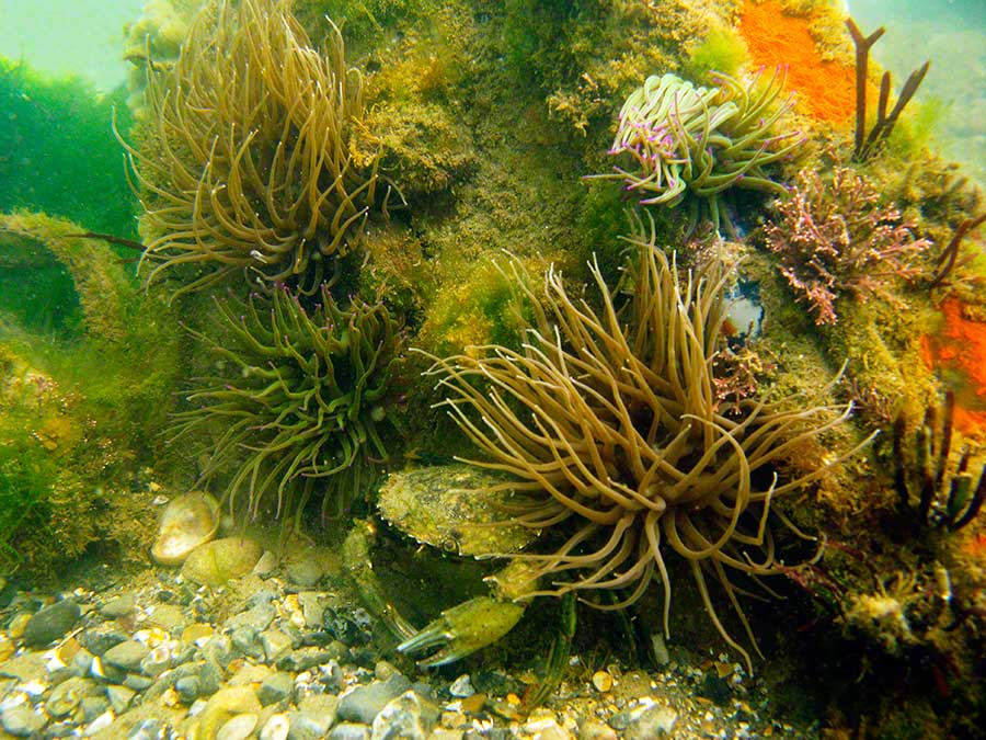 Shore crab,Carcinus maenas, hiding under Snakelocks anemone, Anemonia viridis on car wreck