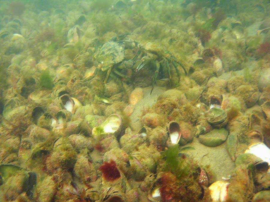 Shore crabs, Carcinus meanas arguing among slipper limpets, Crepidula cornicata, on sand