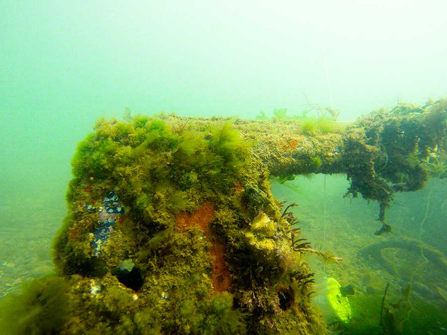 Algal, animal turf covered wrecked car