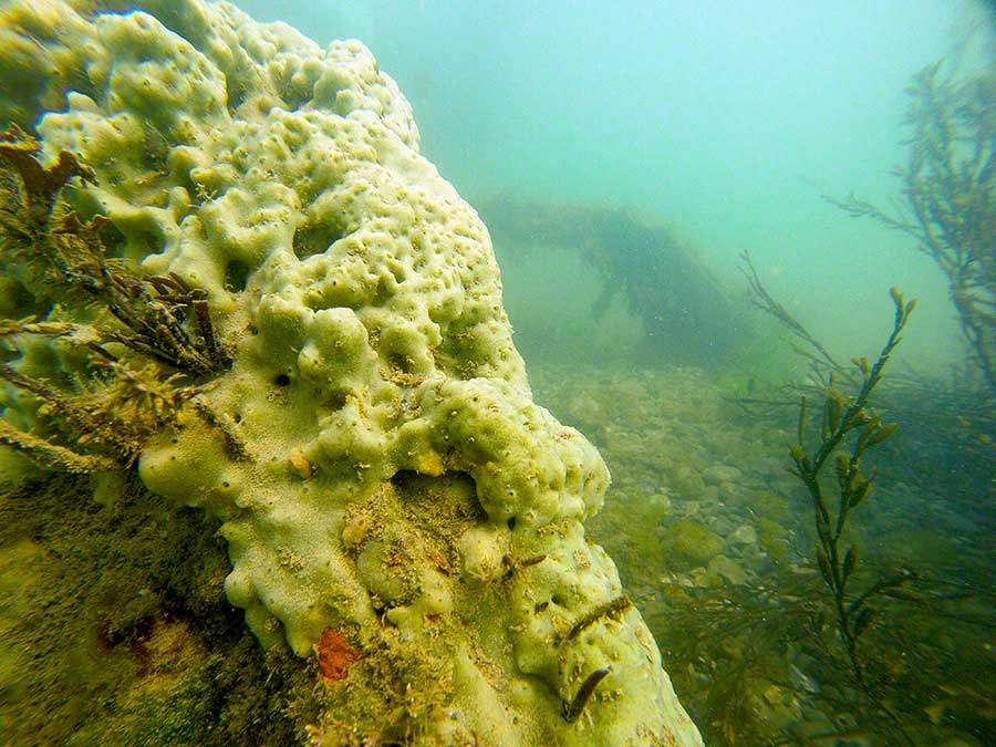 Car wreck with breadcumb sponge, Halichondria panicea