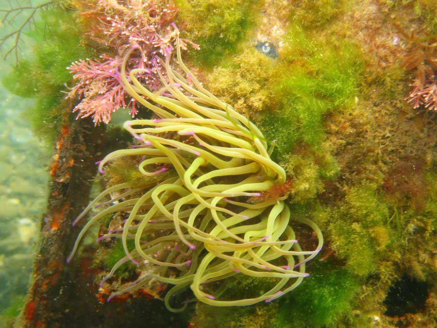 Snakelocks anemone, Anemonia viridis, Coral weed, Corallina offinalis