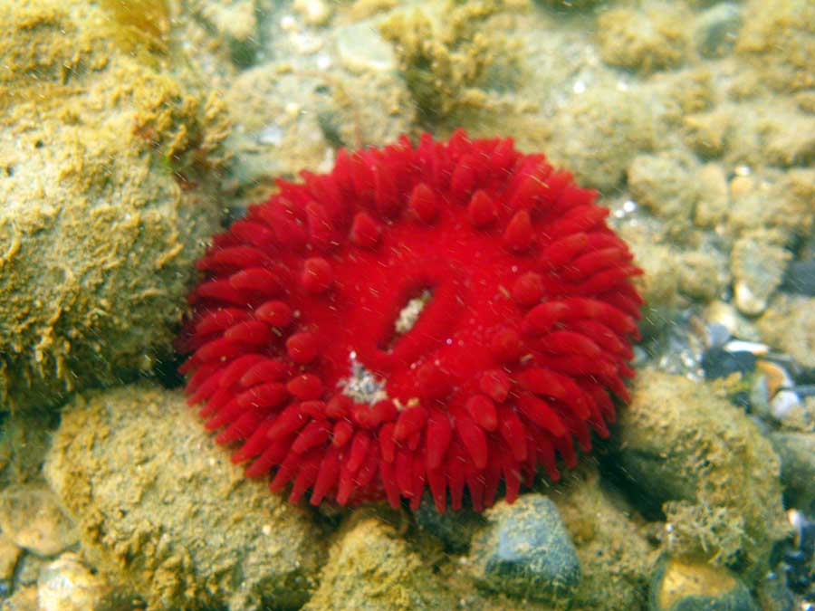 A fine red variety of Dahlia anemone, Urticina felina