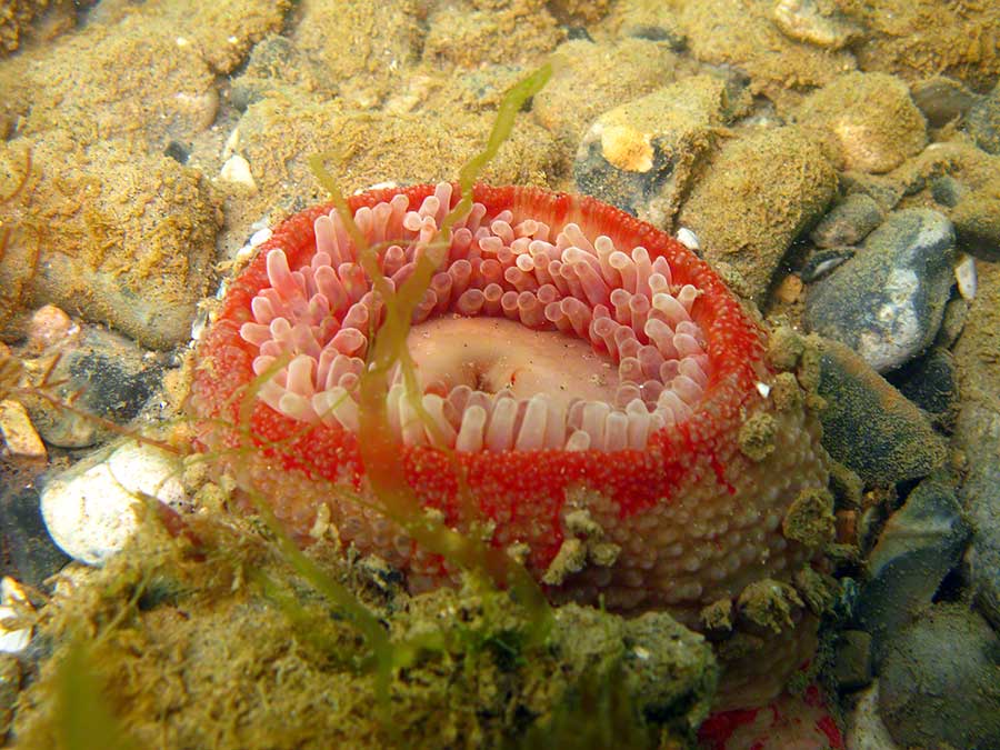 Dahlia anemone, Urticina felina partly contracted