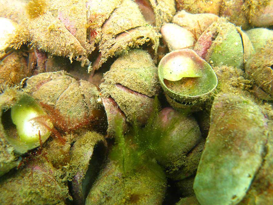 Chain of slipper limpets Crepidula fornicata