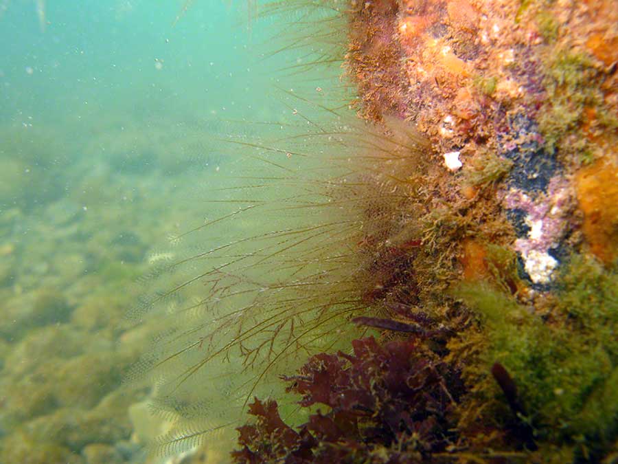 Hydroid, Kirkenpaueria or Plumularia, on car wreck