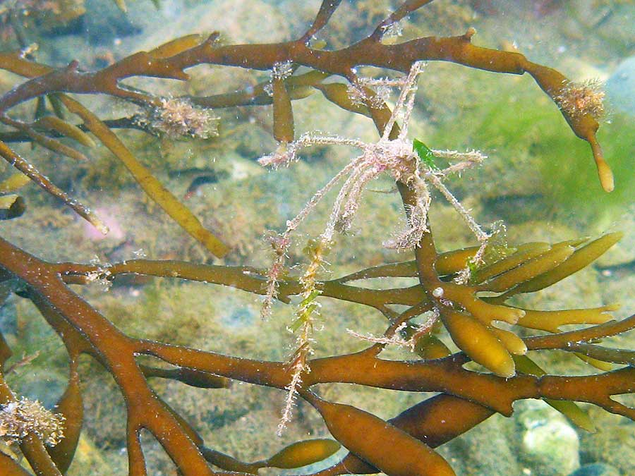 Spider crab, Macropodia tenuirostratis on sea ok, Halidrys siliqua