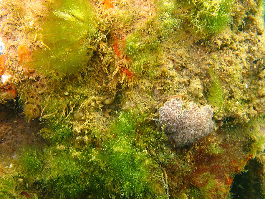 Mixed algae, squirts, including Didemnum coriaceum and Molgula manhatenensis