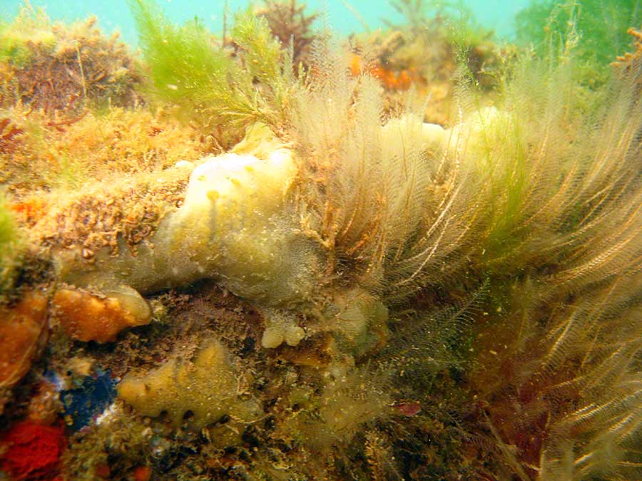 Sponges and hydroids (Kirkenpaueria or Plumularia?)