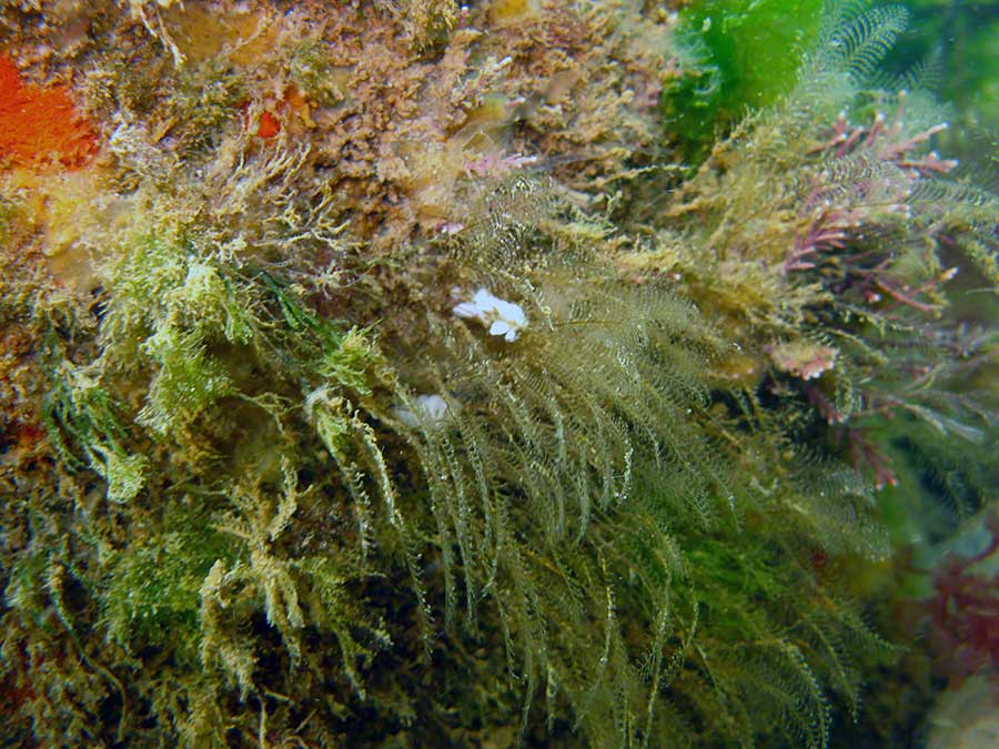 Algae and hydroids including Kirkenpaueria/Plumularia