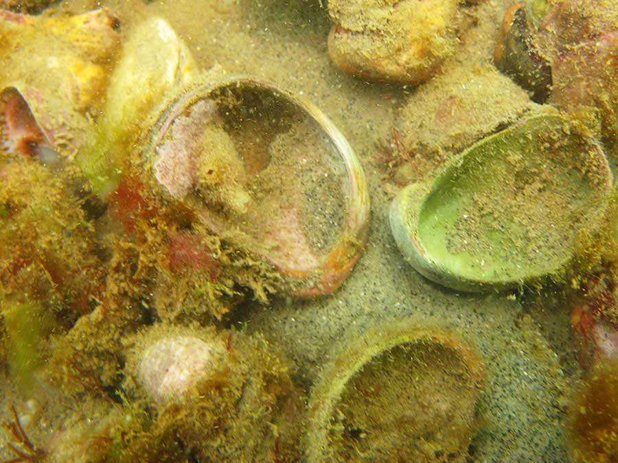 Squirt in slipper limpet, Crepidula fornicata, shell