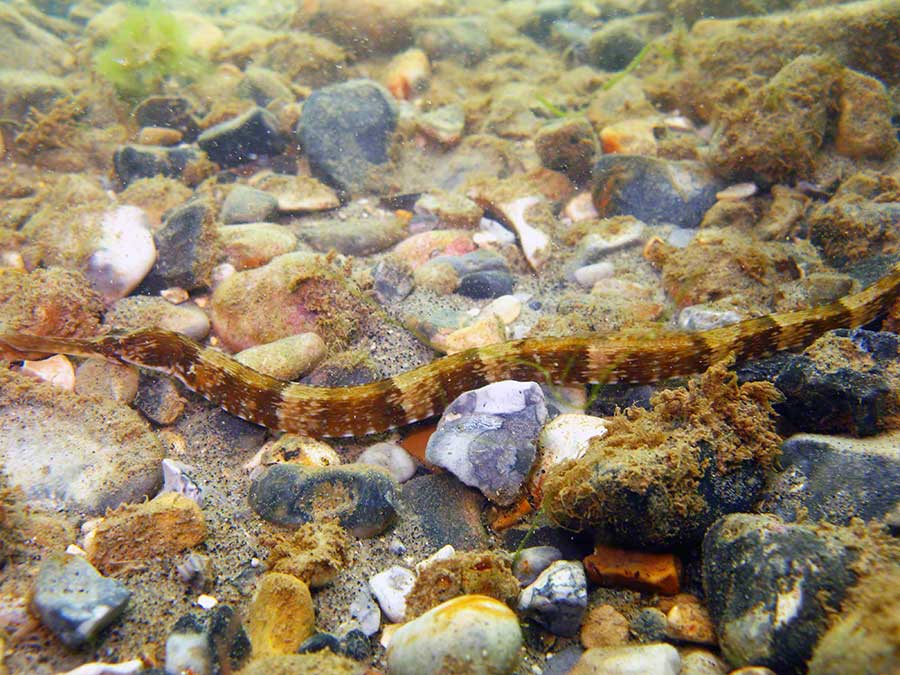 Greater pipefish, Syngnathus acus