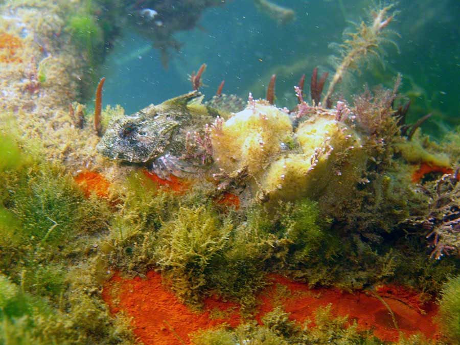 Seascorpion, Taurulus bubalis, and sponges on wrecked car