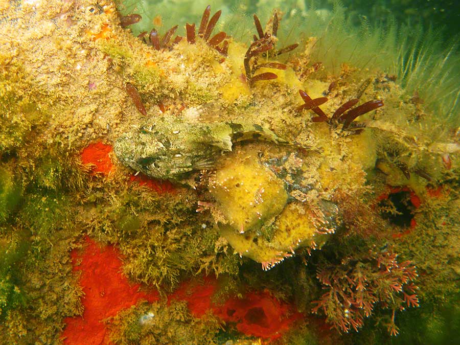 Sea scorpion, Taurulus bubalis, with sponges, coral weed, Corallina officinalis, hydroids etc on car wreck