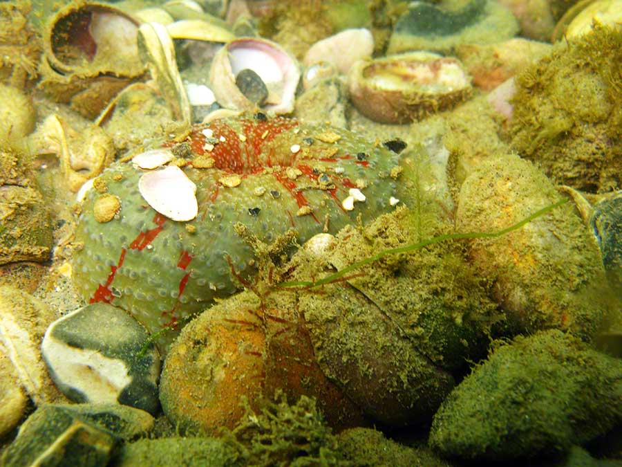 Dahlia anemone, Urticina felina partly contracted