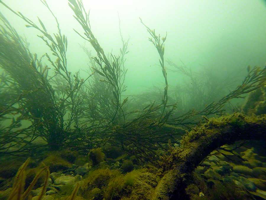 Sea oak,Halydris siliqua and steering wheel (bottom right)