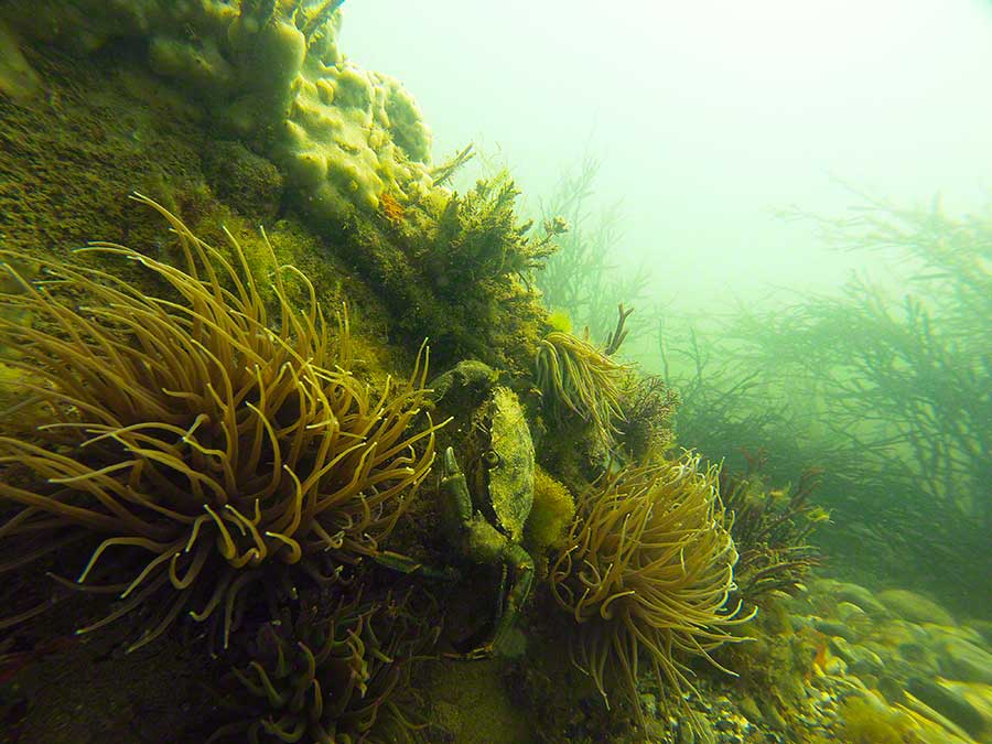 Shore crab, Carcinus maenas, among snakelocks anemones, Anemonia viridis,