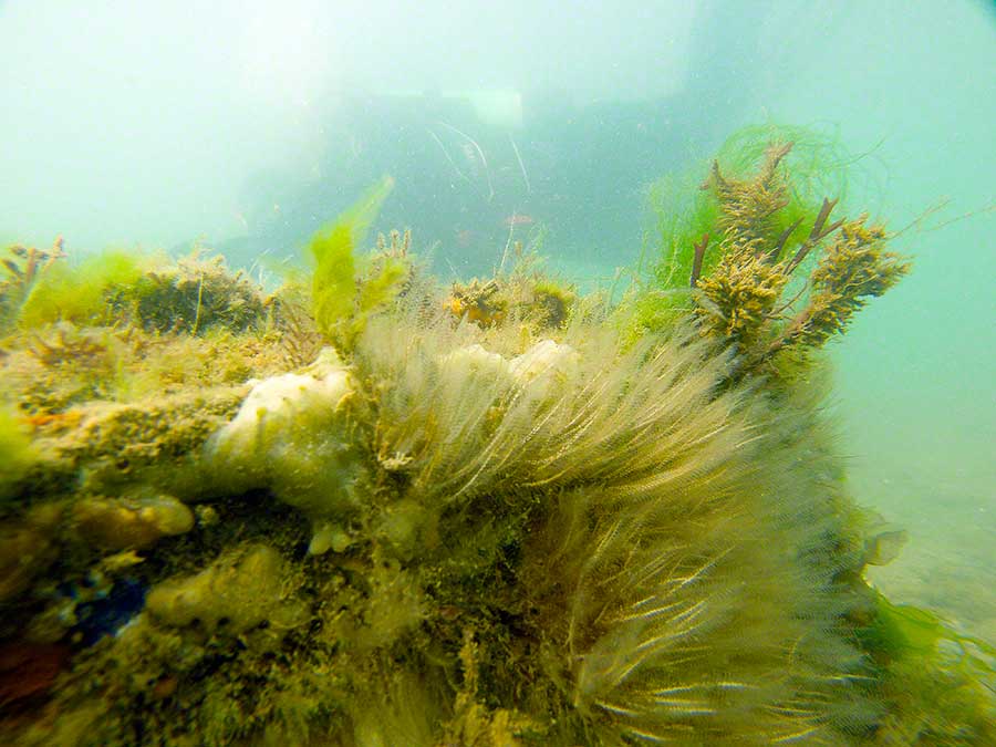 Hydroids, Plumularia/Kirchenpaueria and sponges