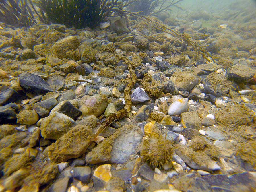 Greater pipefish, Syngathus acus, on pebbly seabed