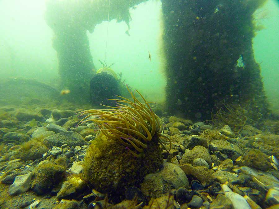 Snakelocks anemone, Anemonia viridis, on cobble