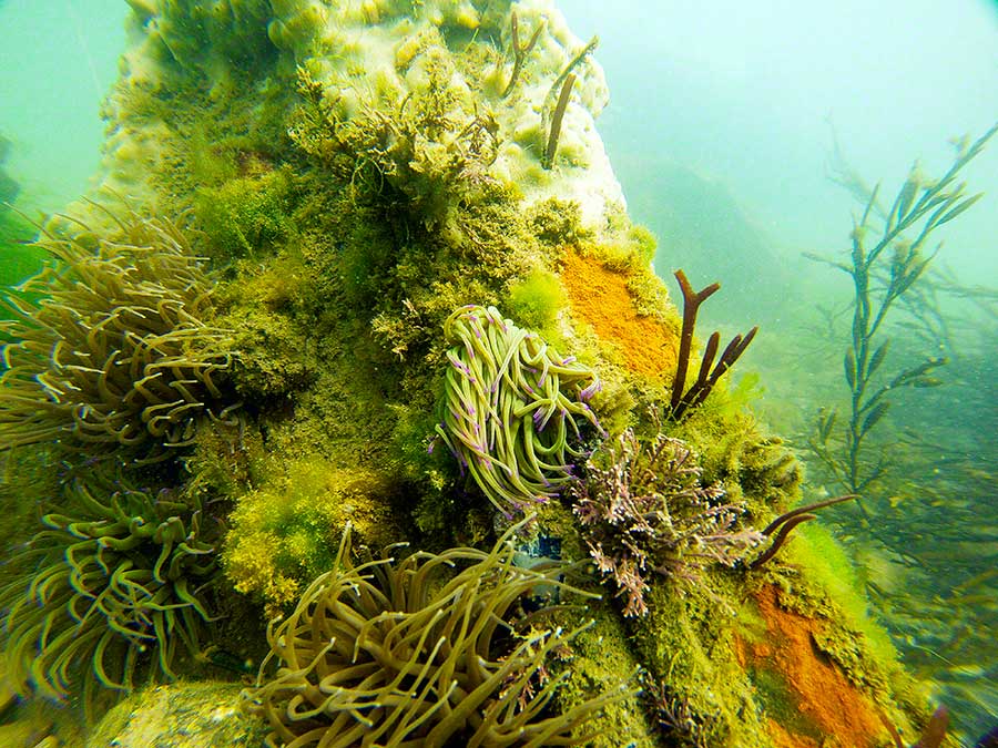 Car wreck with Snakelocks anemones, Anemonia virids, sponges