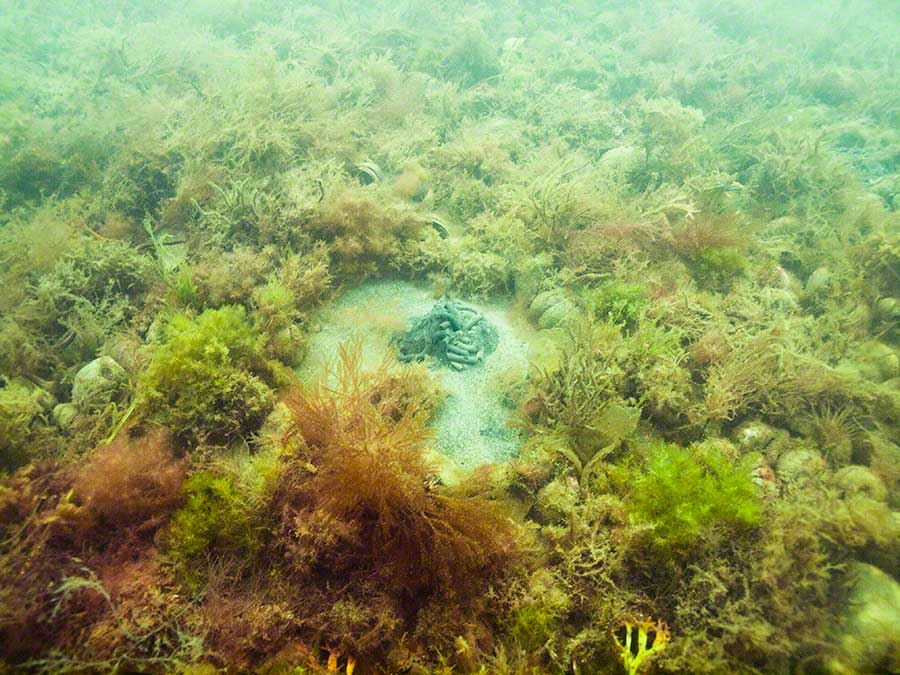 Mixed algae on pebbles on sand with cast of lugworm Arenicola marina