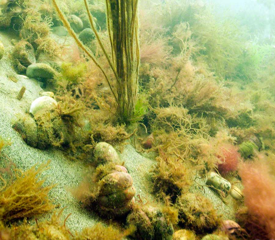 Mixed algae, Chorda filum, slipper limpets, Crepidula fornicata