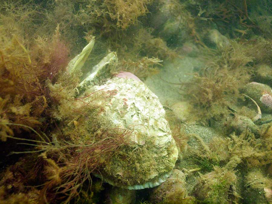 Edible oyster, Ostrea edulis