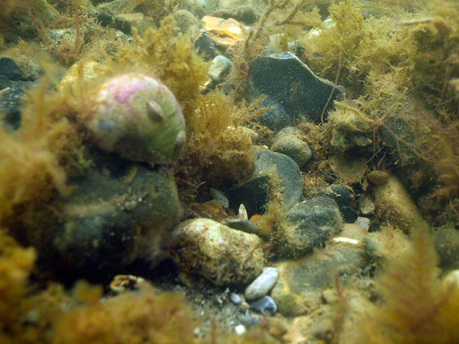 Slipper limpet, Crepidula fornicata, on Slipper limpet on flint
